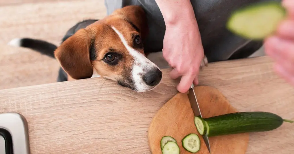 You are currently viewing Health Benefits of Cottage Cheese and Cucumber Slices for Cats and Dogs