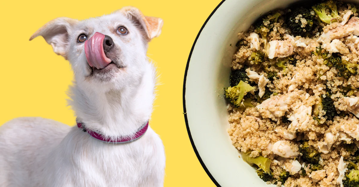 You are currently viewing Cooked Turkey and Quinoa: A Nutritious Homemade Dog Food