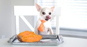 Read more about the article Pumpkin and Sweet Potatoes: A Homemade Dog Food that Promotes Gut and Immune Health